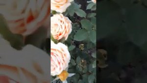Флорибунда Гейша