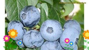 Голубика высокорослая Эллиот. Краткий обзор, описание характеристик vaccinium corymbosum Elliot