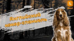 Щенки английского кокера: как выбрать и воспитать милого друга