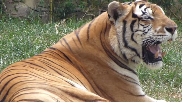 tigre indio tigre de Bengala real Panthera tigris tigris Bengal tiger animal