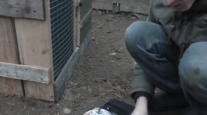 Поймал стайку куропаток в одну ловушку! Супер ловушка на куропаток, фазана Как поймать куропаток