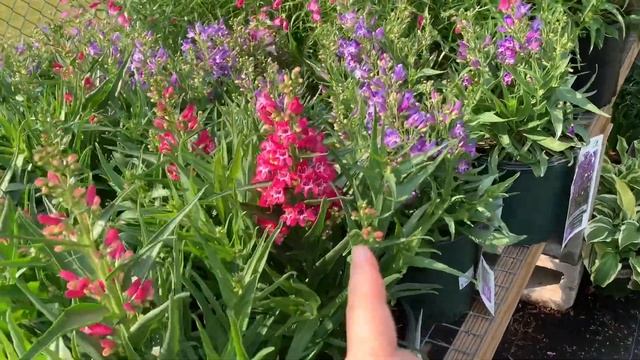 США ???? І ЗНОВУ КВІТИ! ?РОМАШКИ ? смотреть онлайн