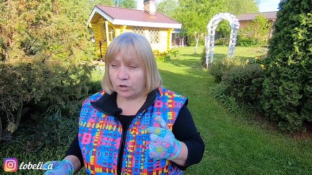 Высадка клематиса: способ для ленивых. Показываю на примере посадки клематиса княжик.