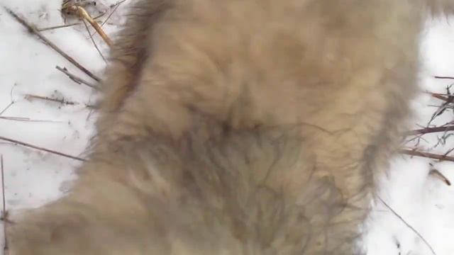 Вырыть колодец зимой pt6 - Мохнатый гость на перекуре смотреть онлайн