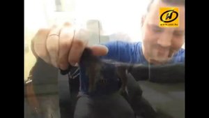 Бордер терьер - очень коммуникабельный хвостатый друг, видео