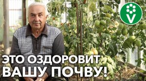 СЕВООБОРОТ В ТЕПЛИЦЕ – ЧТО ПОСЛЕ ЧЕГО САЖАТЬ?!