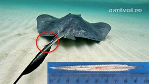 Скат. Энциклопедия для детей про животных. Море