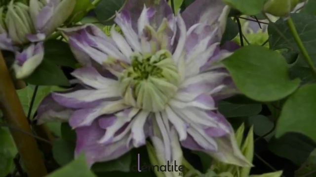 Clématite Empereur® 'Kaiser'   - Clematite.net - Spécialiste des plantes de jardin смотреть онлайн