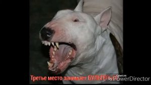 Топ 5 самых агрессивных пород собак.