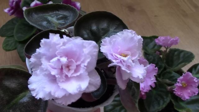 Мои средства по уходу за цветами и новые цветущие фиалки смотреть онлайн