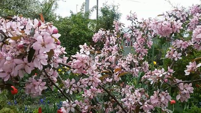 А весна все цветет смотреть онлайн