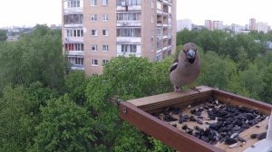 Дубоносы, лазоревки, синицы и воробьи в домашней кормушке - Москвография - Что посмотреть в Москве