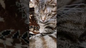 🎸Я весь день сижу на крутом бережку Песенка кота Леопольда Как играть на гитаре на одной струне🐱🌳🌊