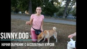 Две собаки подрались. Что делать?