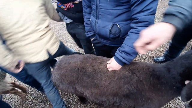 Наманган куйлари Янгикургон Бекобод. Namangan qoylari Yangiqorgon Bekobod. смотреть онлайн