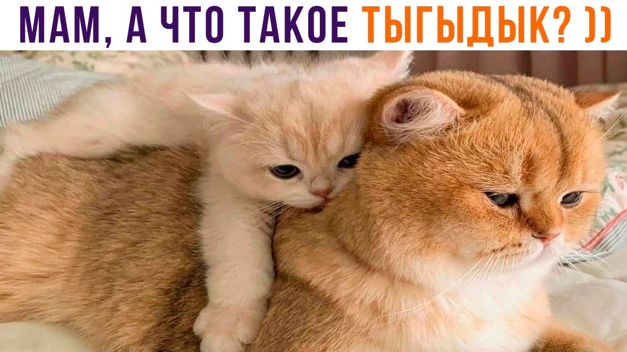 МАМ, А ЧТО ТАКОЕ ТЫГЫДЫК? ))) Приколы с котами | Мемозг 1159