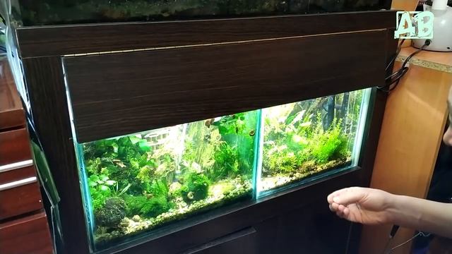 Как и чем кормлю аквариумных рыбок утром! смотреть онлайн