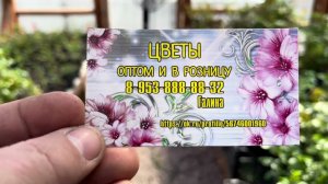 Что выращиваем сейчас , обзор самой маленькой теплицы