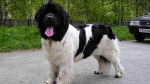 Ньюфаундленд. Бело-черного окраса.