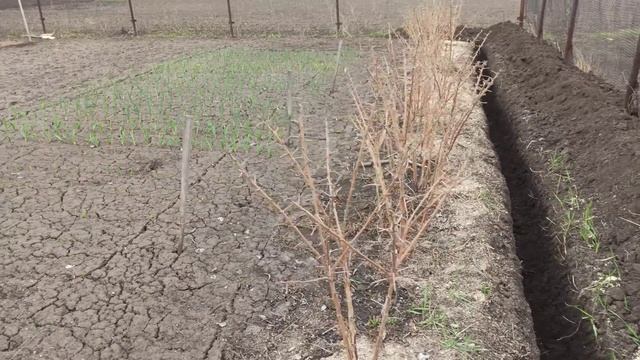 Пробуем ограничить малину от расползания за пределы огорода. смотреть онлайн