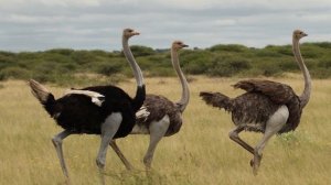 Правда ли то, что страус прячет голову в песок? Скорость страуса. Интересные факты о страусах