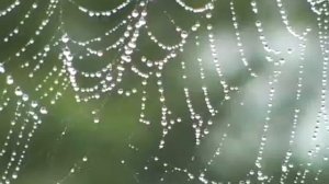 The web after the rain - Паутина после дождя