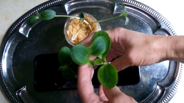 Рассада кабачков 10 дней. Мои ошибки выращивания смотреть онлайн