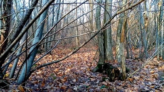 поиски клада смотреть онлайн