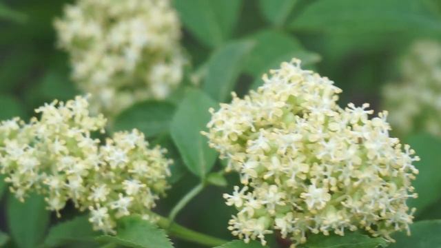 Bez koralowy - Sambucus racemosa cz1 смотреть онлайн