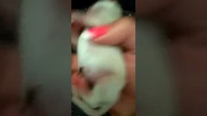 Новорожденные щенки чихуахуа Ляля+ Мажор 1 августа 2020