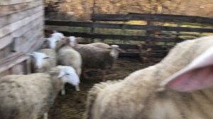 ОВЦЕВОДСТВО. БАРАН ПОРОДЫ ЛАКОН