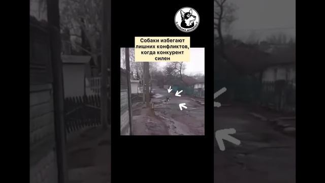 Эффект забора или ложная уверенность #воспитаниесобак #зоопсихология #агрессия #дрессировкасобак смотреть онлайн