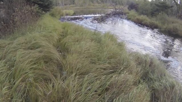 Trout fishing berkley gulp night crawlers смотреть онлайн