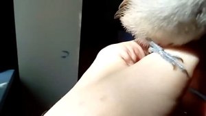 Как мы кормили птенца серой славки