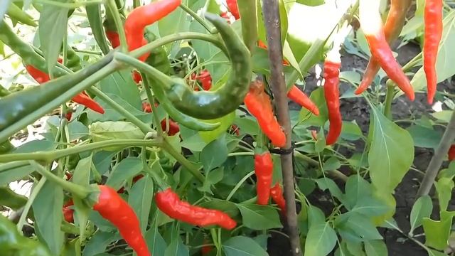 long thin cayenne pepper Длинный тонкий кайенский перец