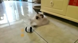 ИГРУШКИ ДЛЯ КОШЕК / 5 КРУТЫХ ИГРУШЕК ДЛЯ КОШЕК И КОТЯТ.ТОВАРЫ ДЛЯ ЖИВОТНЫХ