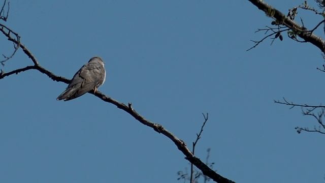 Кукушка кукует на куковала мне на десять лет жизни / голос кукушки голоса птиц смотреть онлайн