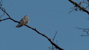 Кукушка  кукует на куковала мне на десять лет жизни / голос кукушки голоса птиц