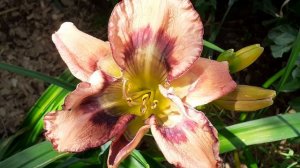 лилейник КУНИГУНДА (Ворошилова)