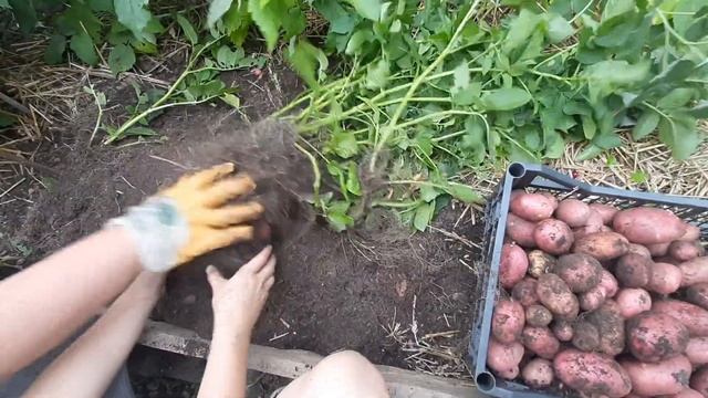 "Картошка в вёдрах"- огород в контейнере смотреть онлайн
