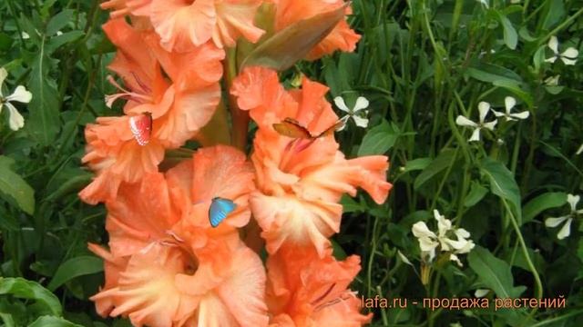 Гладиолус обыкновенный Харьков (gladiolus har'kov) ? обзор: как сажать, луковицы гладиолуса Харьков смотреть онлайн