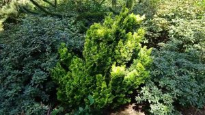 Говорите тише - Н. Рота