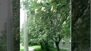 В  царстве  цветущих  деревьев ! .mp4