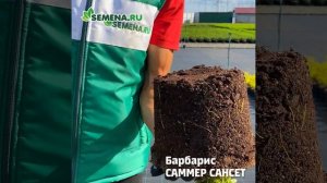 Барбарис Саммер Сансет