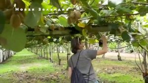 Киви? фрукт, какой можно есть? Как растет, польза.  Актинидия kivi ківі продукты