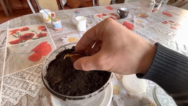 ЛЕГКИЙ СПОСОБ ВЫРАСТИТЬ ГРЕЦКИЙ ОРЕХ У СЕБЯ ДОМА