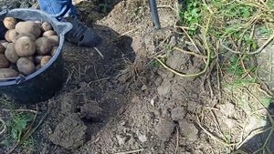 Копаем картошку сорта киви. урожай картофеля сорта киви.