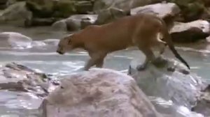 Медведь против тигра