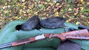 Осенняя охота на лысух. Стреляю сидячих! Жирные – летать не хотят!