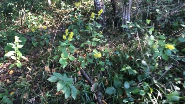 Адлер - и снова за грибами. смотреть онлайн